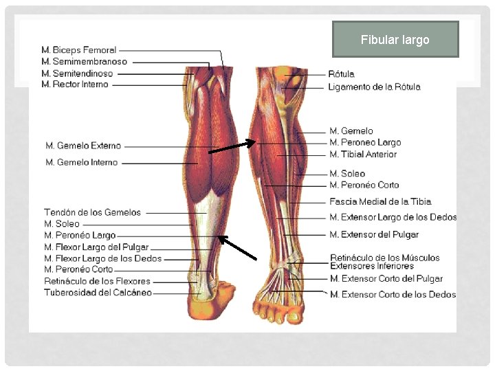 Fibular largo 