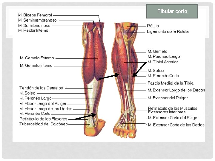 Fibular corto 