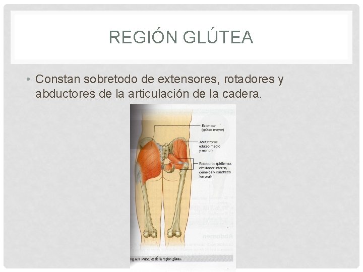 REGIÓN GLÚTEA • Constan sobretodo de extensores, rotadores y abductores de la articulación de