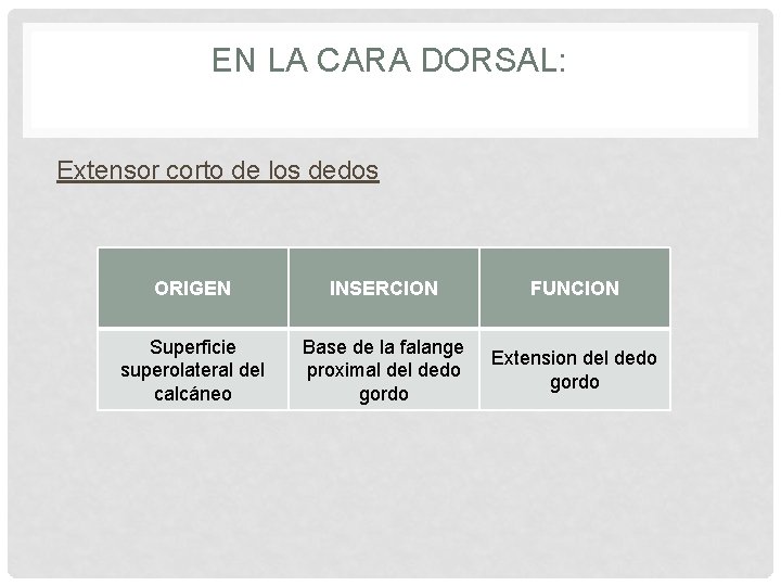 EN LA CARA DORSAL: Extensor corto de los dedos ORIGEN INSERCION FUNCION Superficie superolateral
