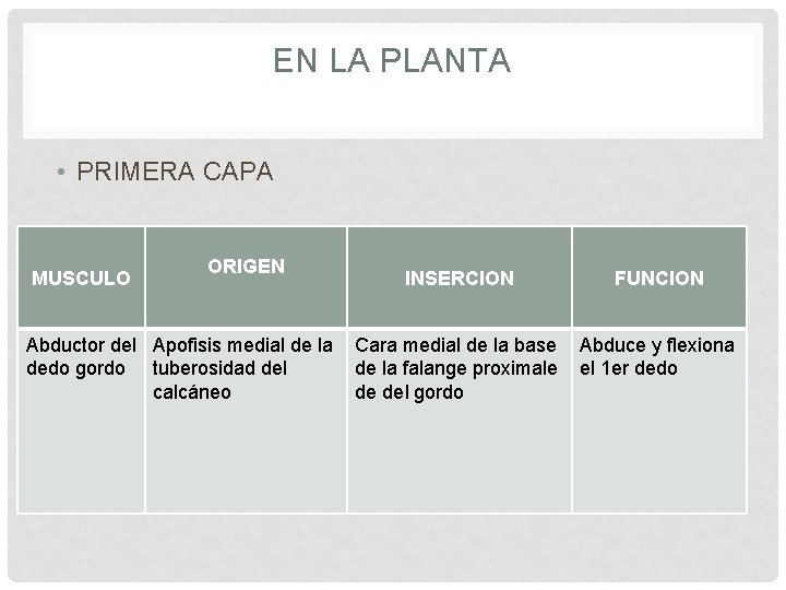 EN LA PLANTA • PRIMERA CAPA MUSCULO ORIGEN Abductor del Apofisis medial de la