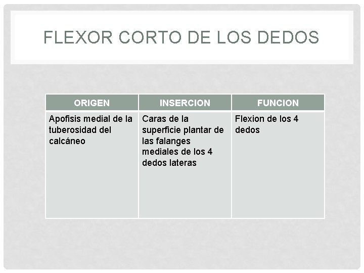 FLEXOR CORTO DE LOS DEDOS ORIGEN INSERCION Apofisis medial de la tuberosidad del calcáneo