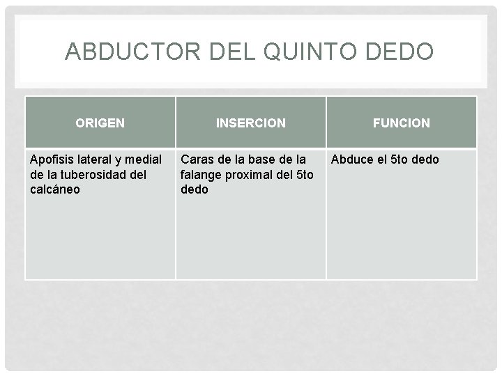 ABDUCTOR DEL QUINTO DEDO ORIGEN Apofisis lateral y medial de la tuberosidad del calcáneo