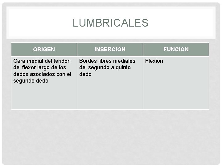 LUMBRICALES ORIGEN Cara medial del tendon del flexor largo de los dedos asociados con