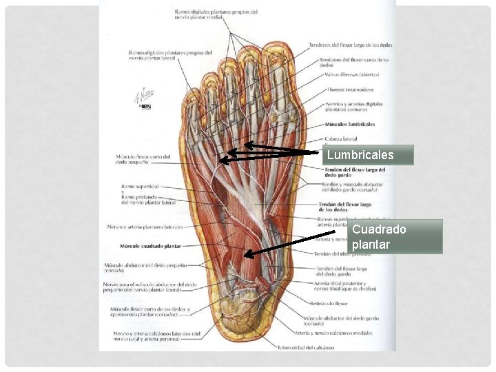 Lumbricales Cuadrado plantar 