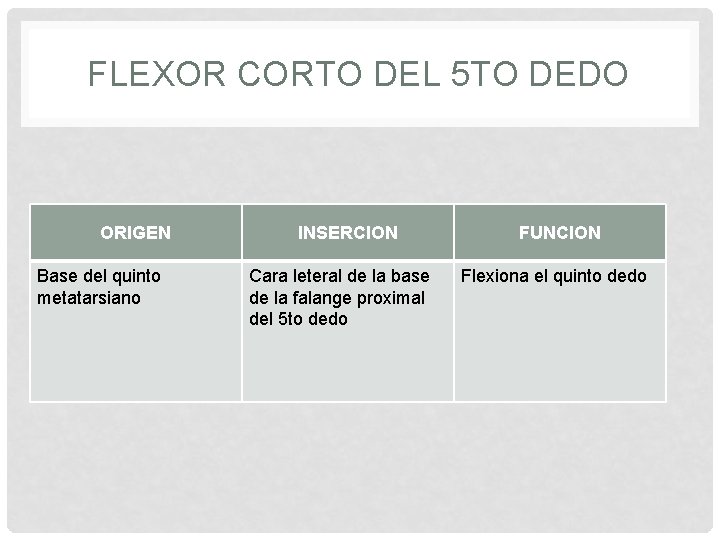 FLEXOR CORTO DEL 5 TO DEDO ORIGEN Base del quinto metatarsiano INSERCION Cara leteral