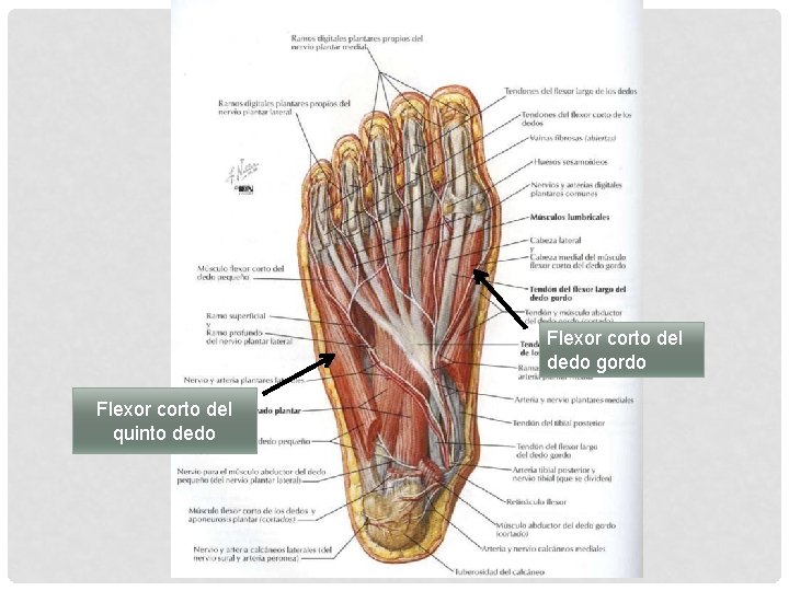 Flexor corto del dedo gordo Flexor corto del quinto dedo 