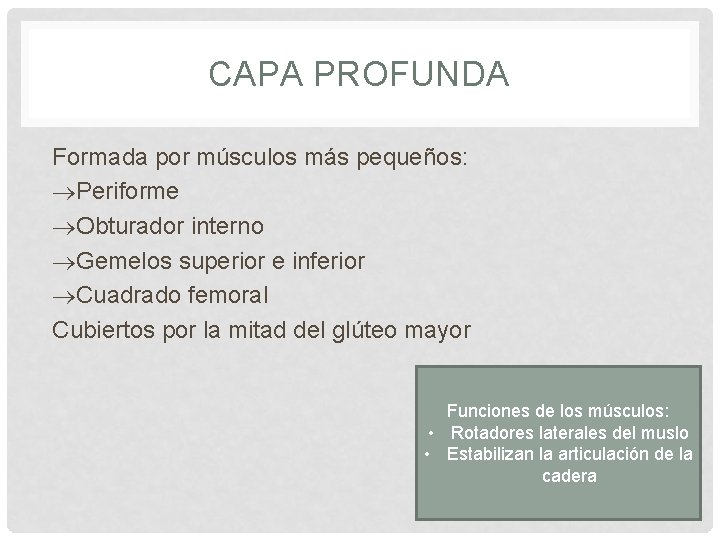 CAPA PROFUNDA Formada por músculos más pequeños: Periforme Obturador interno Gemelos superior e inferior