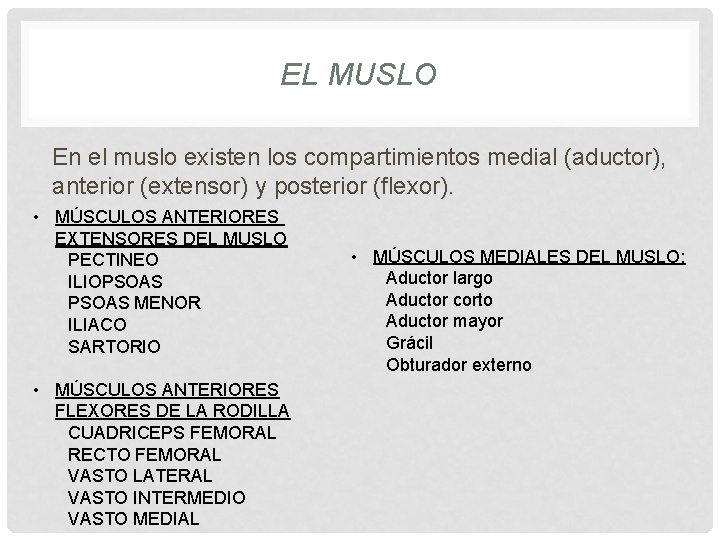 EL MUSLO En el muslo existen los compartimientos medial (aductor), anterior (extensor) y posterior