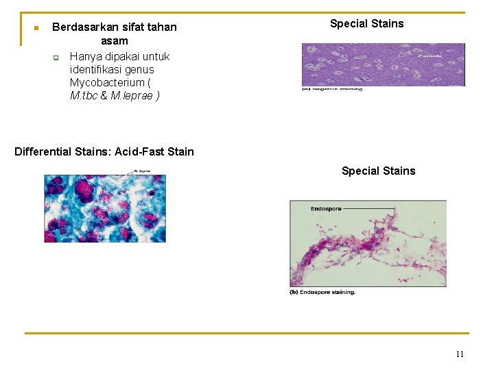 n Berdasarkan sifat tahan asam q Hanya dipakai untuk identifikasi genus Mycobacterium ( M.