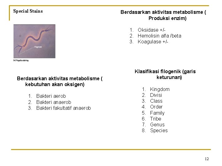 Special Stains Berdasarkan aktivitas metabolisme ( Produksi enzim) 1. Oksidase +/2. Hemolisin alfa /beta