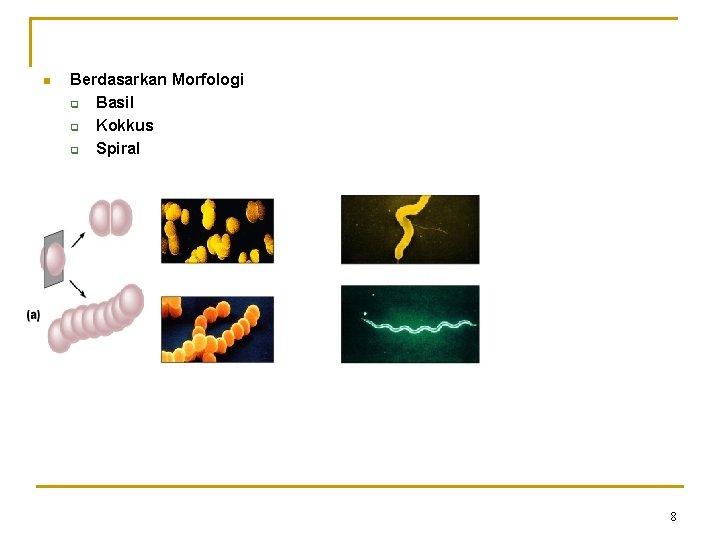 n Berdasarkan Morfologi q Basil q Kokkus q Spiral 8 