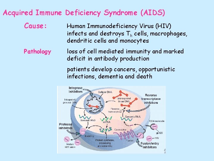 Acquired Immune Deficiency Syndrome (AIDS) Cause: Human Immunodeficiency Virus (HIV) infects and destroys Th