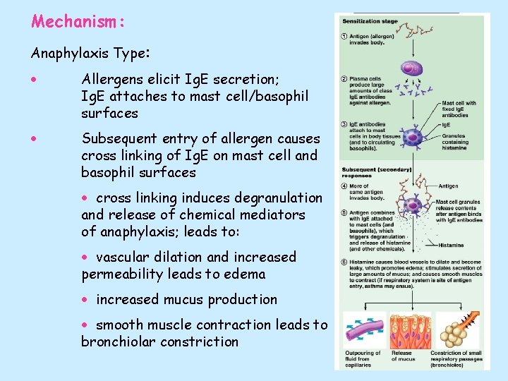 Mechanism: Anaphylaxis Type: Allergens elicit Ig. E secretion; Ig. E attaches to mast cell/basophil