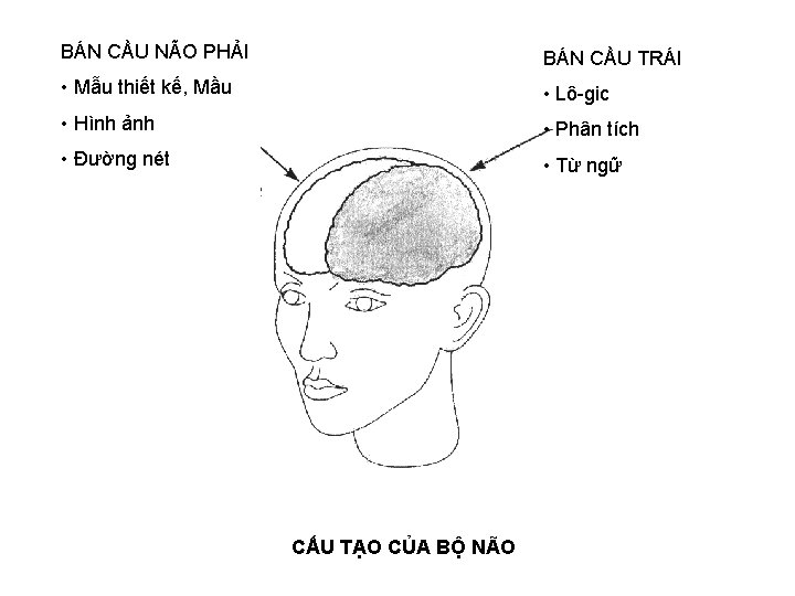 BÁN CẦU NÃO PHẢI BÁN CẦU TRÁI • Mẫu thiết kế, Mầu • Lô-gic