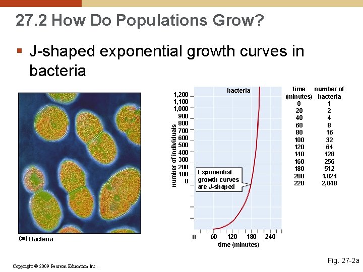 27. 2 How Do Populations Grow? § J-shaped exponential growth curves in bacteria number