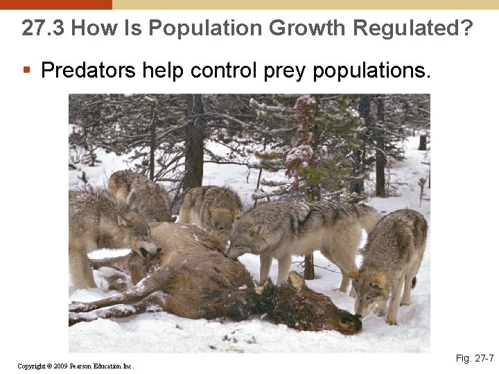 27. 3 How Is Population Growth Regulated? § Predators help control prey populations. Copyright