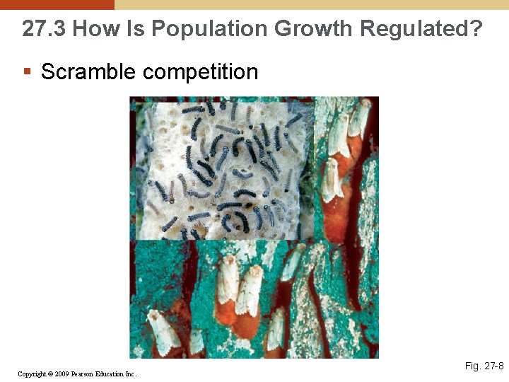 27. 3 How Is Population Growth Regulated? § Scramble competition Copyright © 2009 Pearson