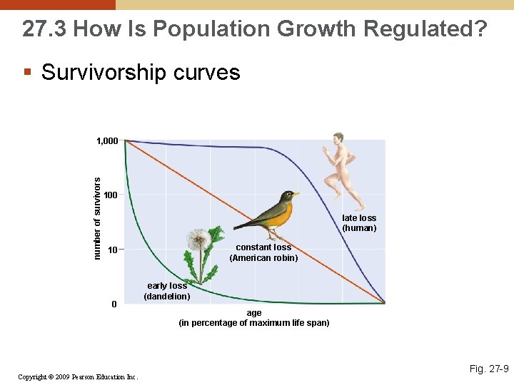 27. 3 How Is Population Growth Regulated? § Survivorship curves number of survivors 1,