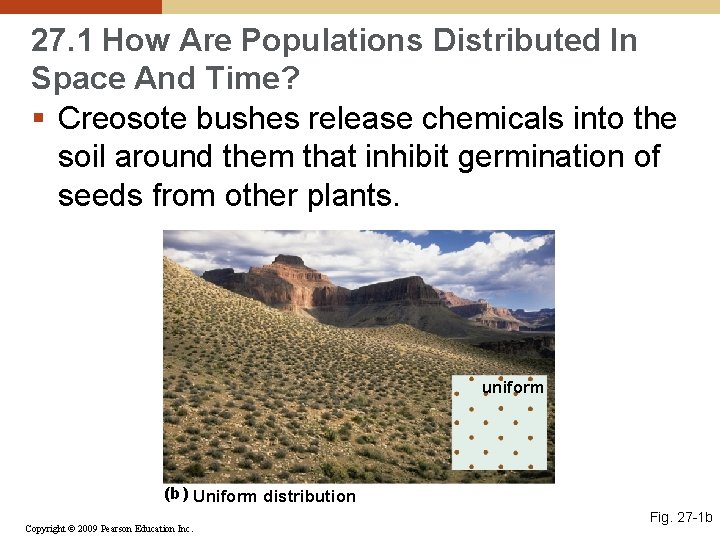 27. 1 How Are Populations Distributed In Space And Time? § Creosote bushes release