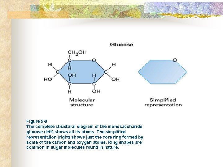  Figure 5 -6 The complete structural diagram of the monosaccharide glucose (left) shows