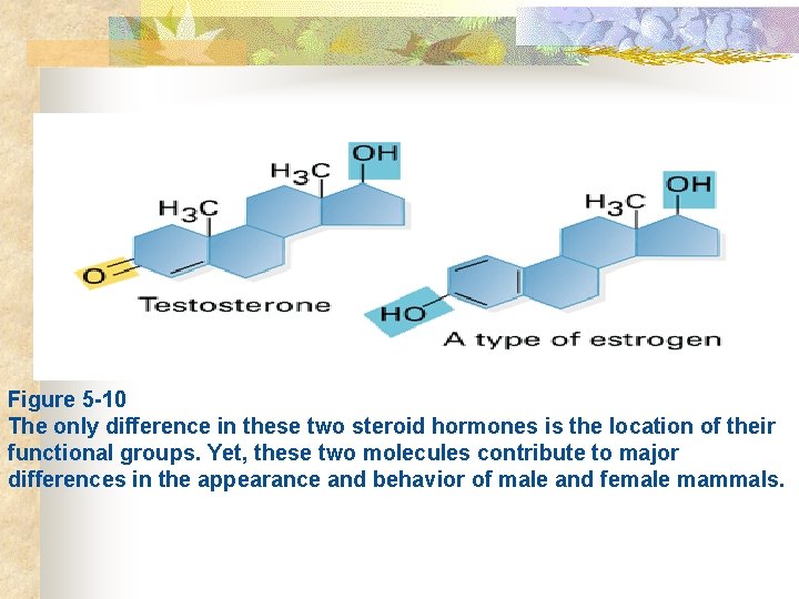  Figure 5 -10 The only difference in these two steroid hormones is the