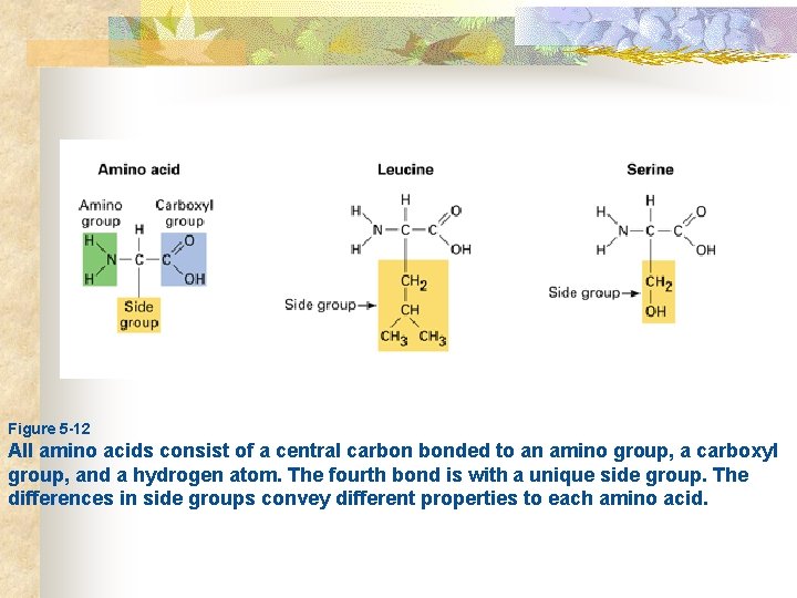  Figure 5 -12 All amino acids consist of a central carbon bonded to
