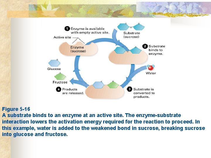  Figure 5 -16 A substrate binds to an enzyme at an active site.