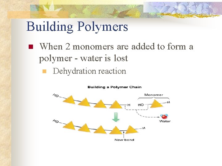 Building Polymers n When 2 monomers are added to form a polymer - water