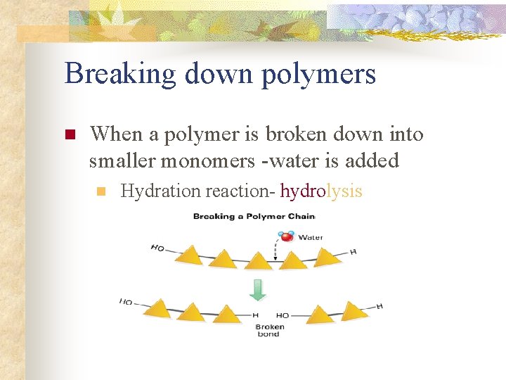 Breaking down polymers n When a polymer is broken down into smaller monomers -water