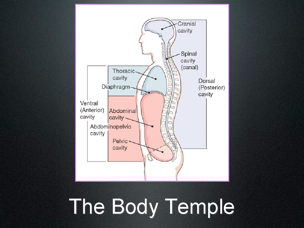 The Body Temple 