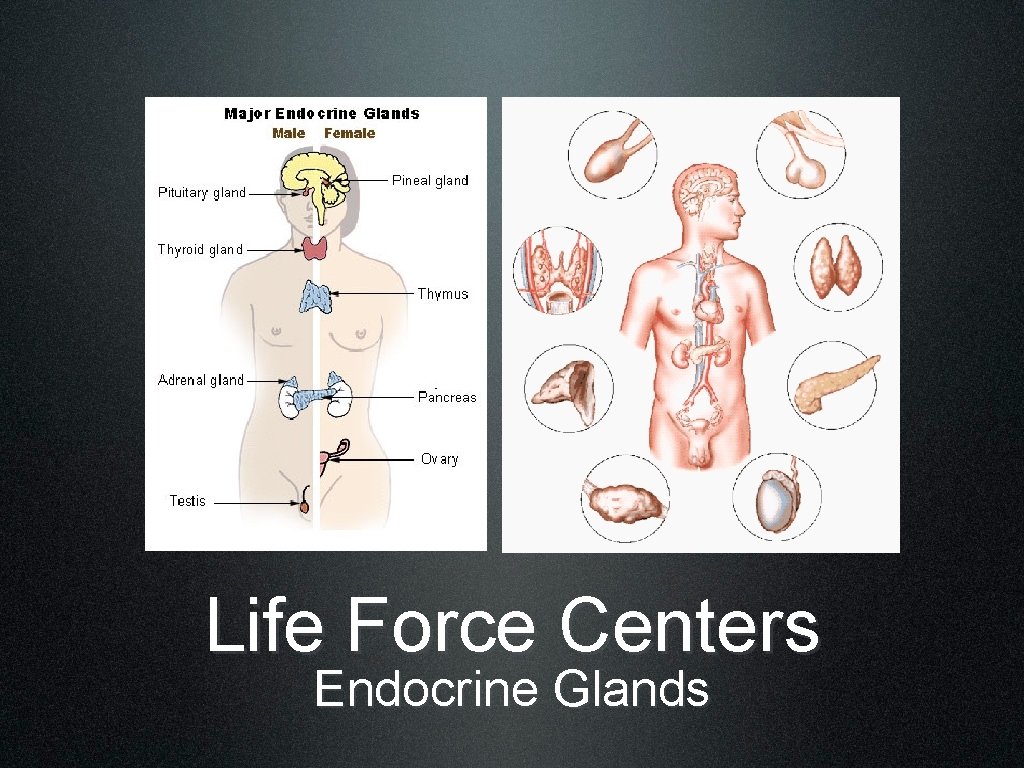 Life Force Centers Endocrine Glands 