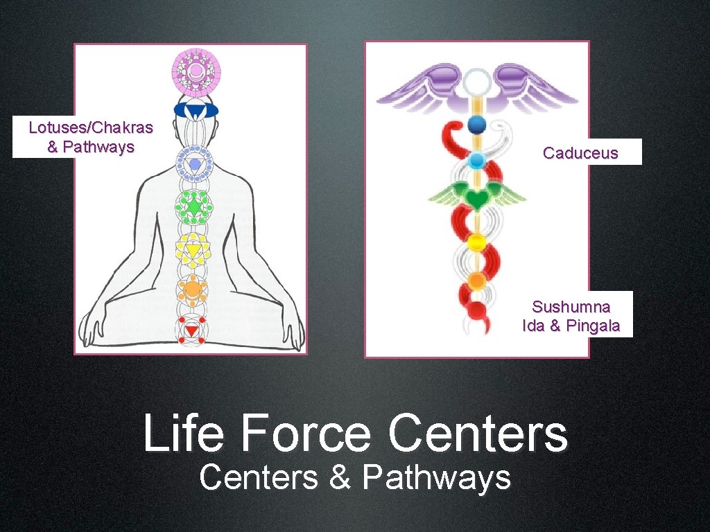 Lotuses/Chakras & Pathways Caduceus Sushumna Ida & Pingala Life Force Centers & Pathways 