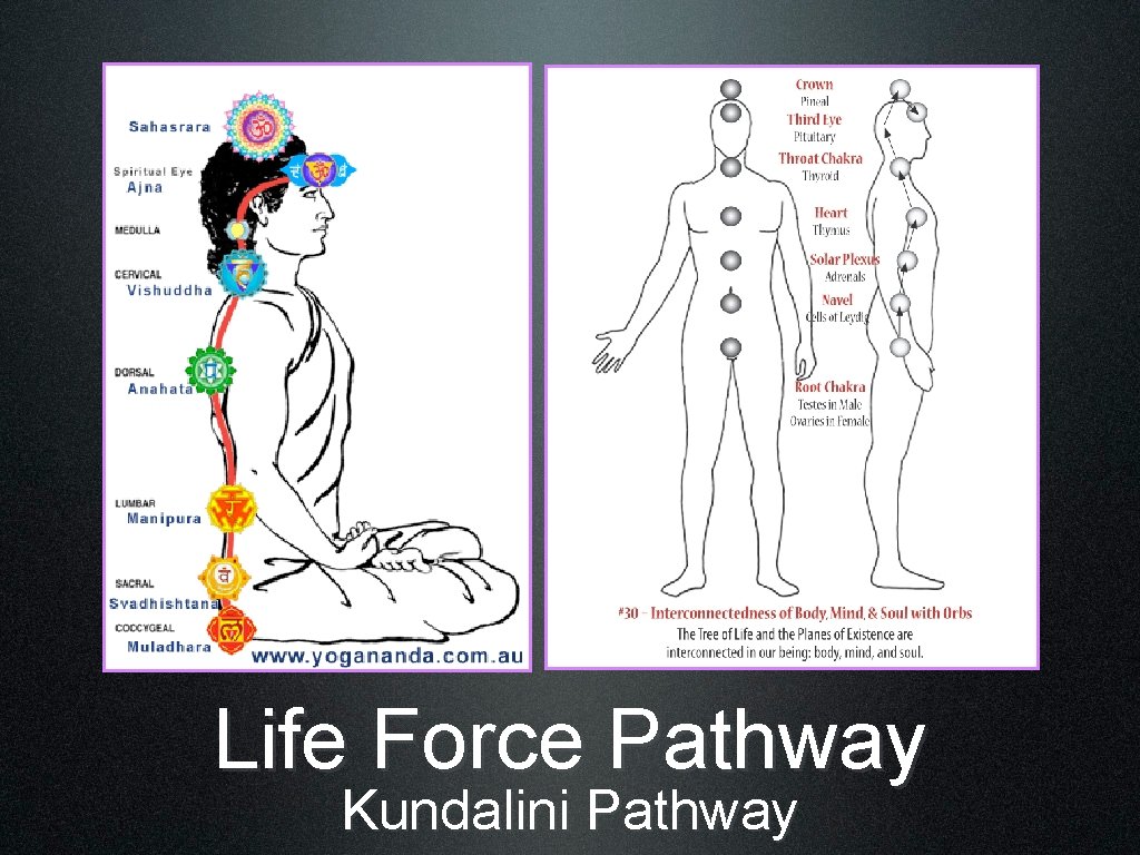 Life Force Pathway Kundalini Pathway 