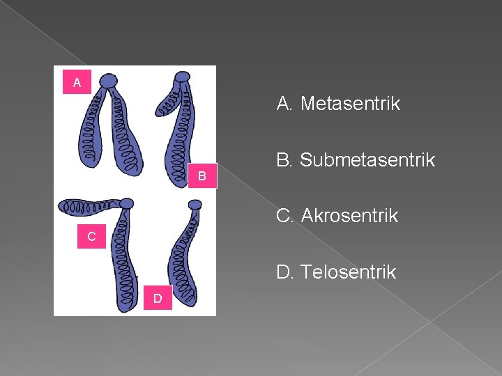 A A. Metasentrik B B. Submetasentrik C. Akrosentrik C D. Telosentrik D 