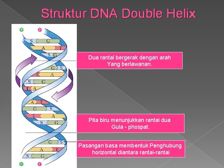 Struktur DNA Double Helix Dua rantai bergerak dengan arah Yang berlawanan. Pita biru menunjukkan