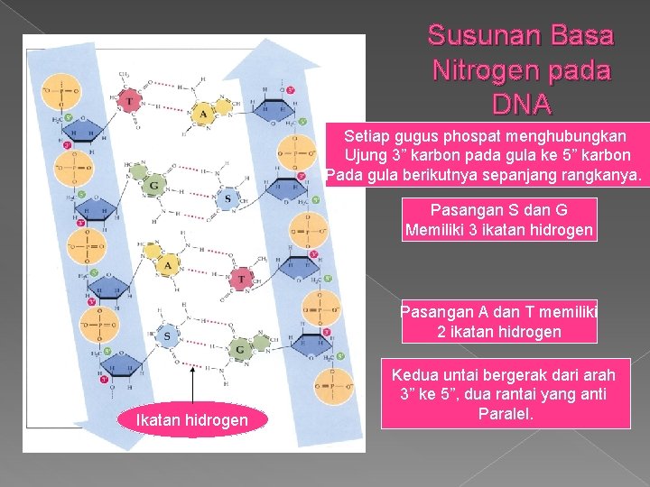 Susunan Basa Nitrogen pada DNA Setiap gugus phospat menghubungkan Ujung 3” karbon pada gula