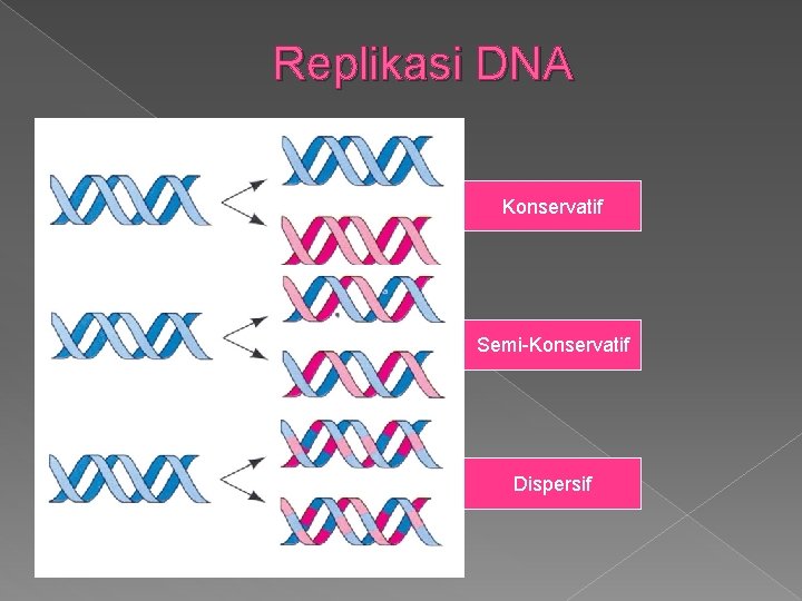 Replikasi DNA Konservatif Semi-Konservatif Dispersif 