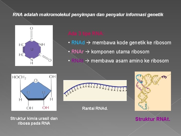 RNA adalah makromolekul penyimpan dan penyalur informasi genetik Ada 3 tipe RNA: • RNAd