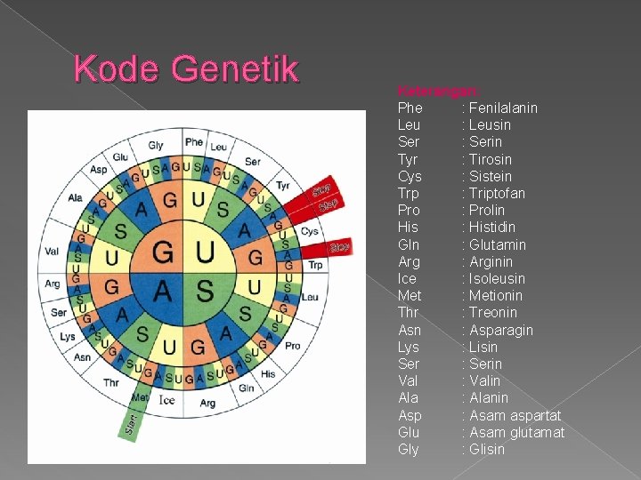 Kode Genetik Keterangan: Phe : Fenilalanin Leu : Leusin Ser : Serin Tyr :