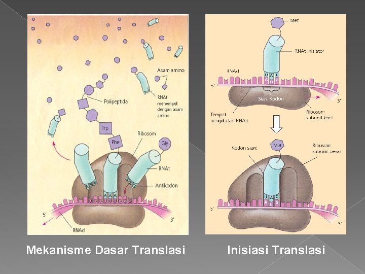 Mekanisme Dasar Translasi Inisiasi Translasi 