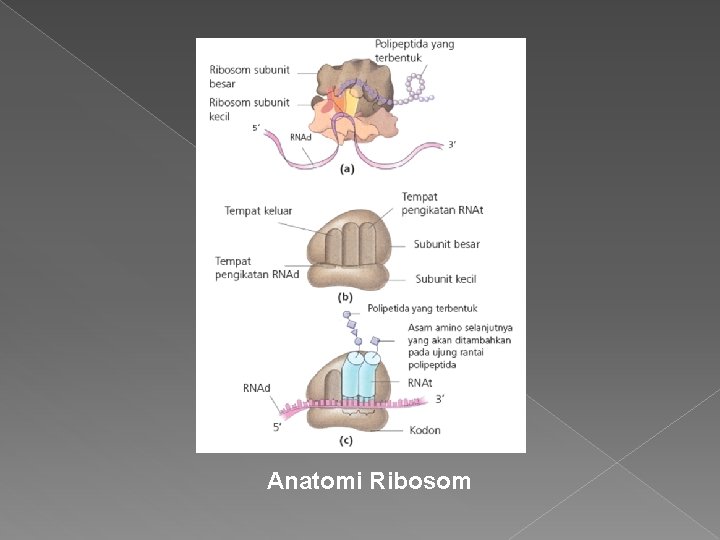 Anatomi Ribosom 