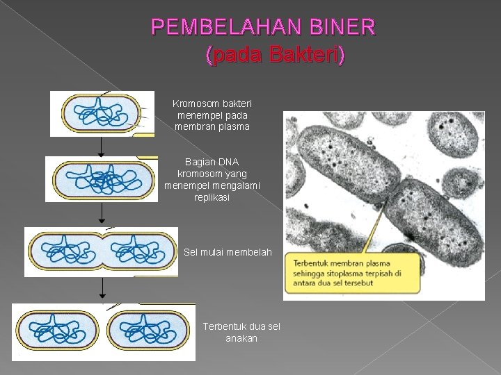 PEMBELAHAN BINER (pada Bakteri) Kromosom bakteri menempel pada membran plasma Bagian DNA kromosom yang
