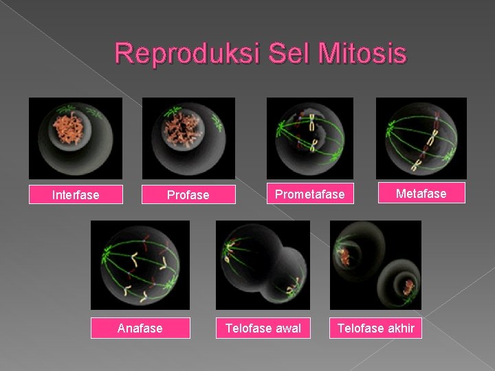 Reproduksi Sel Mitosis Interfase Profase Anafase Prometafase Telofase awal Metafase Telofase akhir 