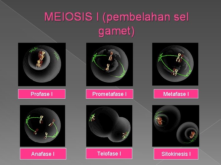 MEIOSIS I (pembelahan sel gamet) Profase I Prometafase I Metafase I Anafase I Telofase