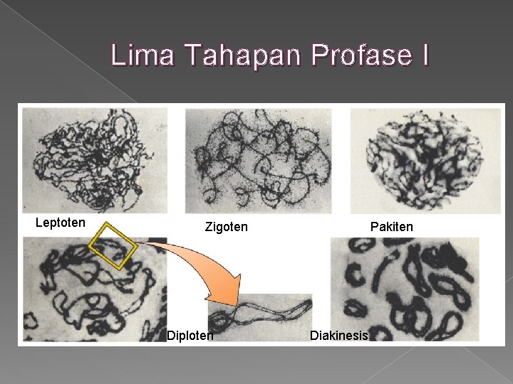 Lima Tahapan Profase I Leptoten Zigoten Diploten Pakiten Diakinesis 