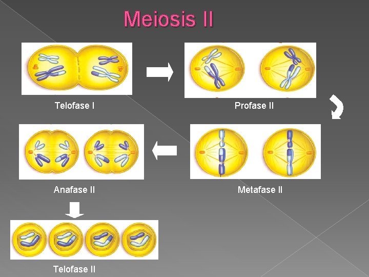 Meiosis II Telofase I Profase II Anafase II Metafase II Telofase II 