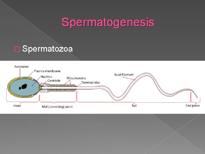 Spermatogenesis � Spermatozoa 