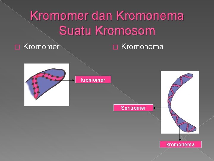 Kromomer dan Kromonema Suatu Kromosom � Kromomer � Kromonema kromomer Sentromer kromonema 