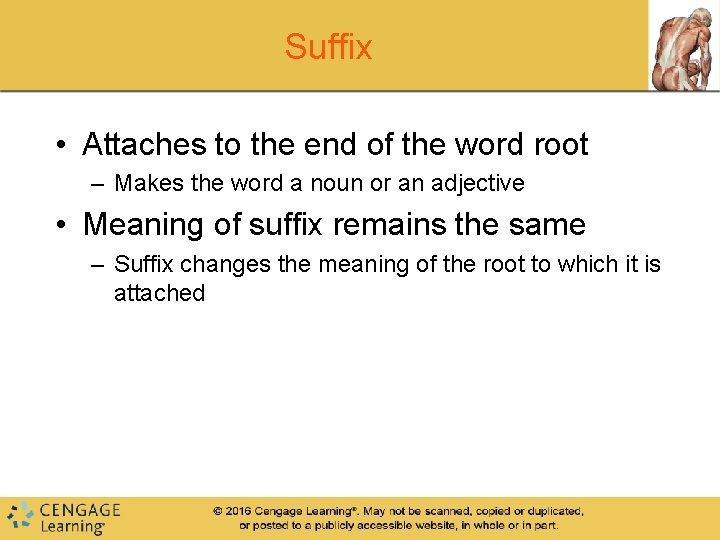 Suffix • Attaches to the end of the word root – Makes the word